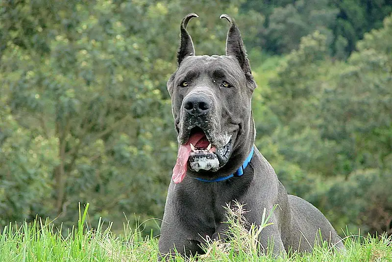 Great Dane photo thumbnail 3
