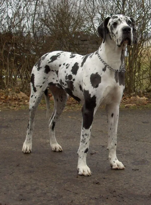 Great Dane photo thumbnail 4