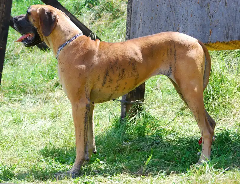 Great Dane photo thumbnail 5