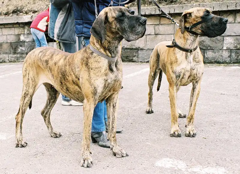 Great Dane photo thumbnail 7
