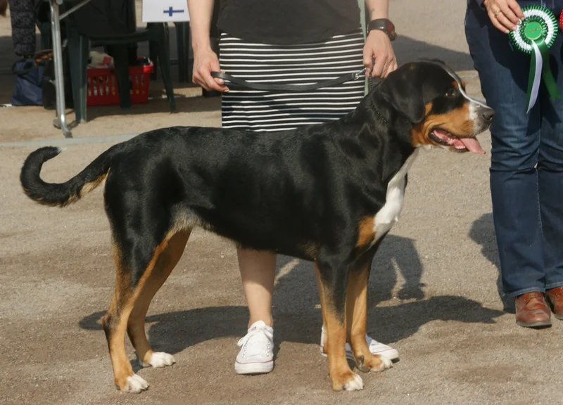 Greater Swiss Mountain Dog, a 85% match to Great Dane
