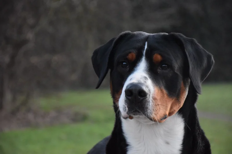 Greater Swiss Mountain Dog photo thumbnail 6