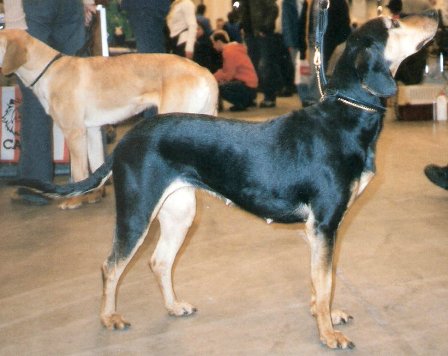 Greek Harehound - Hound breed known for being Confident and Devoted
