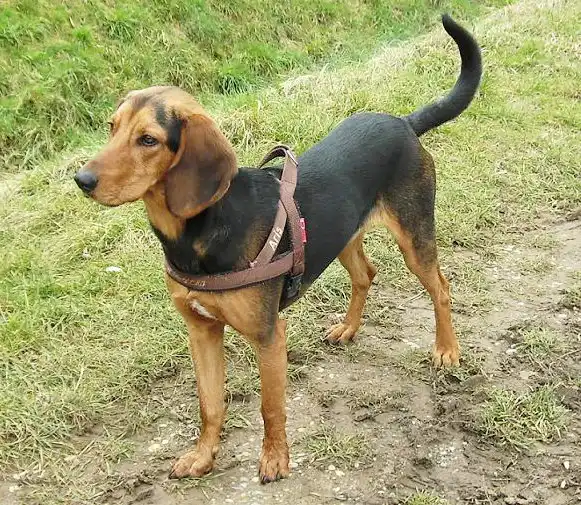 Greek Harehound photo thumbnail 2