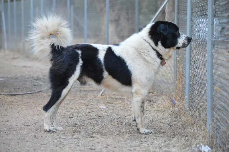 Greek Shepherd, a 86% match to Bergamasco Shepherd