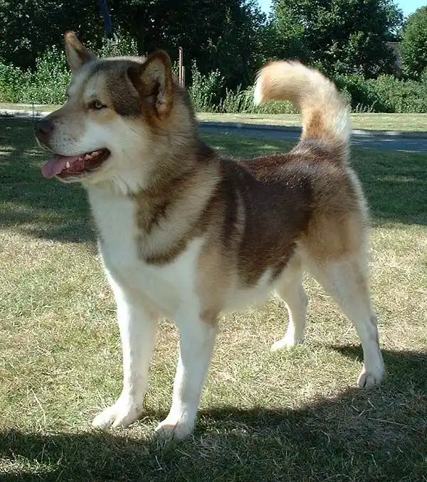 Greenland Dog photo thumbnail 1