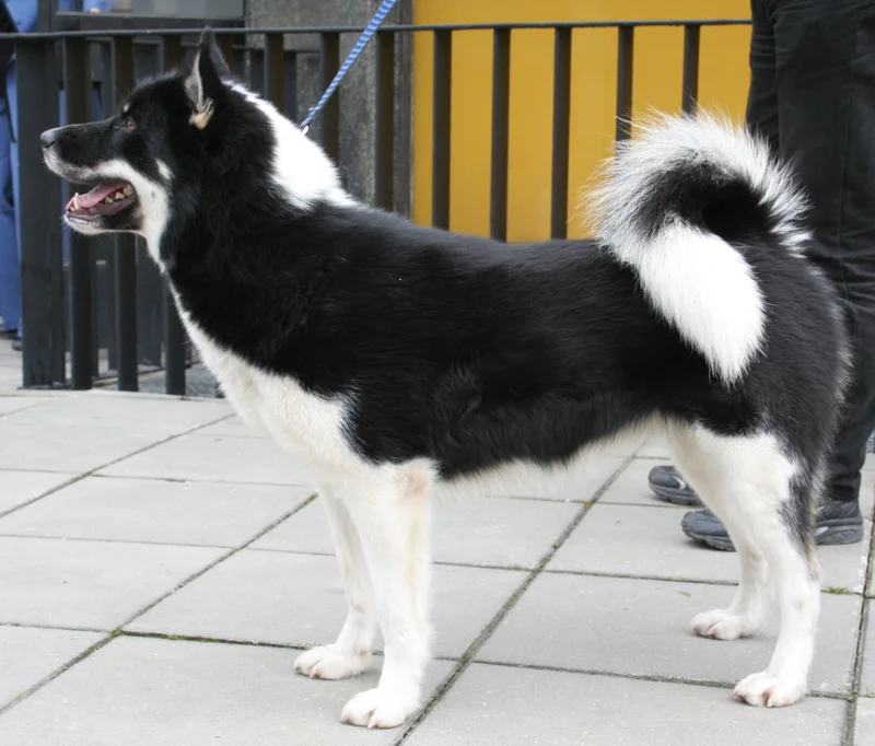 Greenland Dog photo thumbnail 2