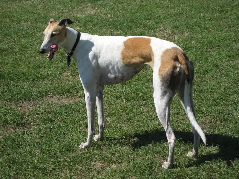 Greyhound - Hound breed, Affectionate and Calm