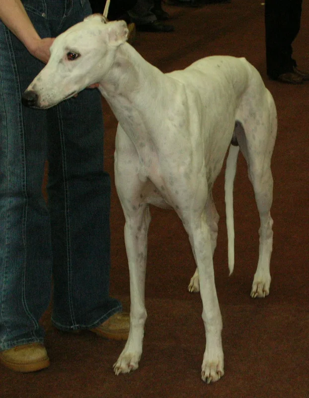 Greyhound photo thumbnail 2