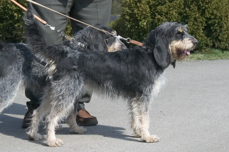 Griffon Bleu de Gascogne - Scenthound breed known for being Affectionate and Alert