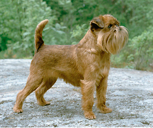 Griffon Bruxellois photo thumbnail 1