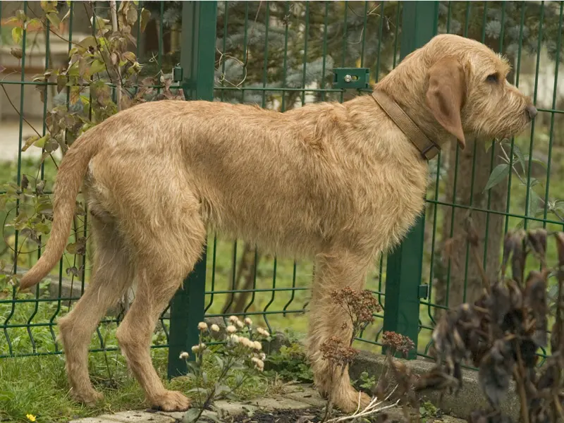 Griffon Fauve de Bretagne, a 90% match to Grand Bleu de Gascogne