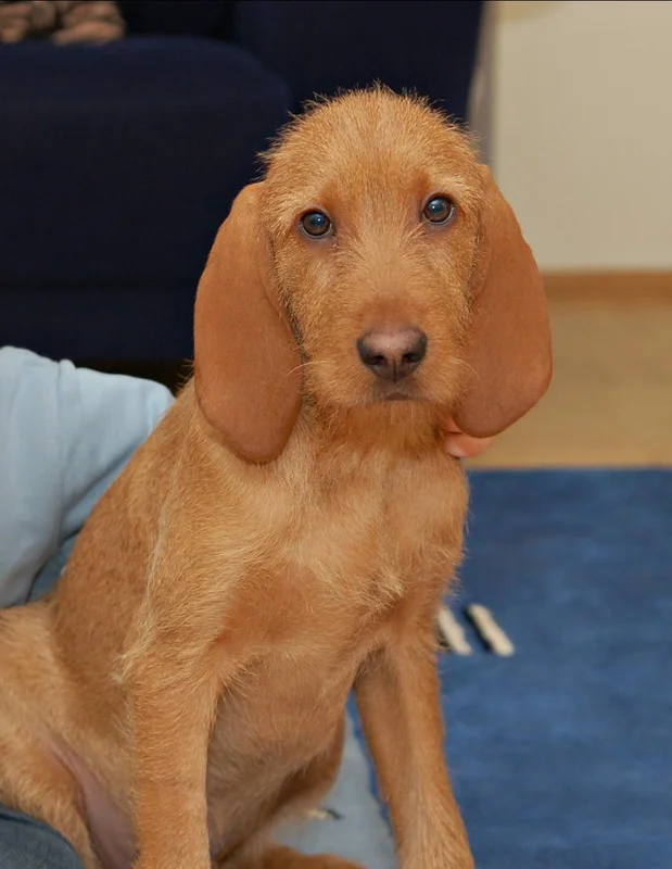 Griffon Fauve de Bretagne photo thumbnail 2