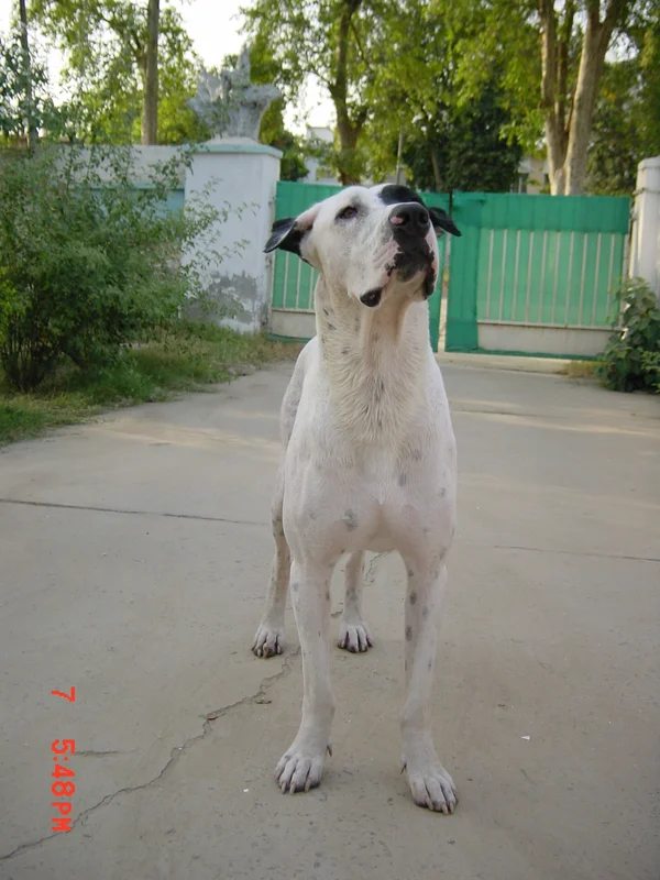 Gull Dong, a 90% match to Airedale Terrier
