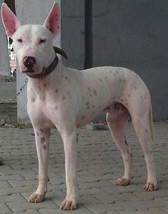 Gull Terrier - Terrier breed known for being Agile and Fearless