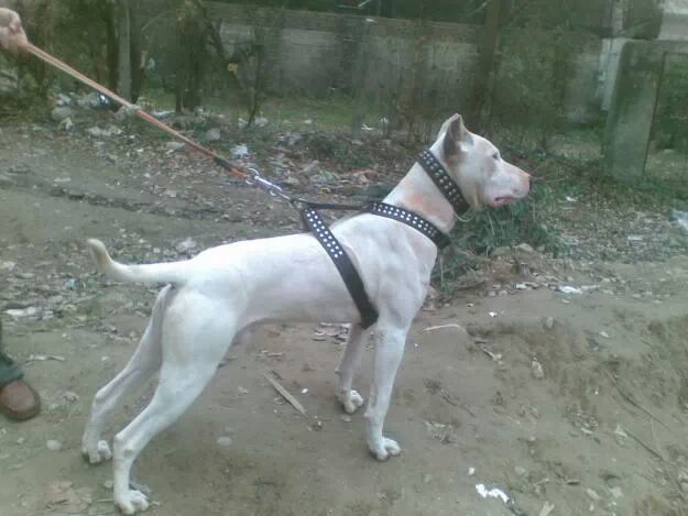 Gull Terrier photo thumbnail 2