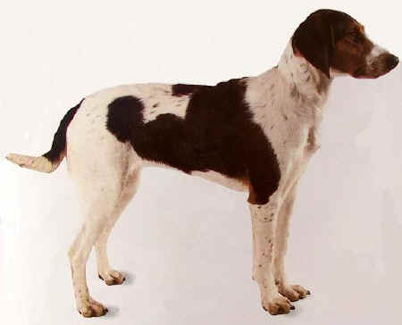 Halden Hound - Hound breed known for being Affectionate and Energetic