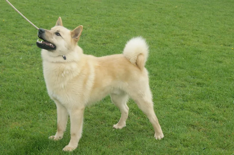 Hallefors Elkhound, a 87% match to Catalan Sheepdog