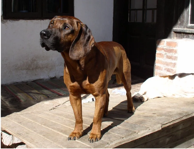 Hanover Hound, a 87% match to Austrian Black and Tan Hound