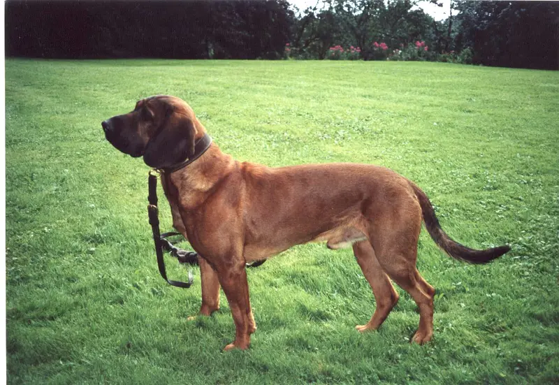 Hanover Hound photo thumbnail 2