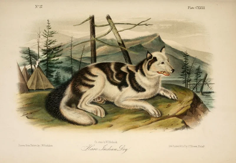 Hare Indian Dog photo thumbnail 1