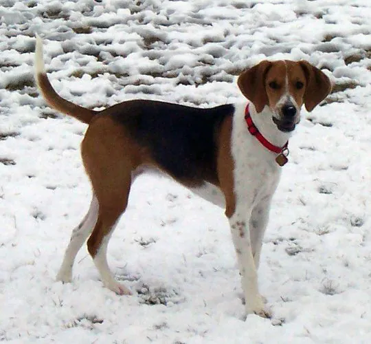 Harrier, a 87% match to Black and Tan Coonhound