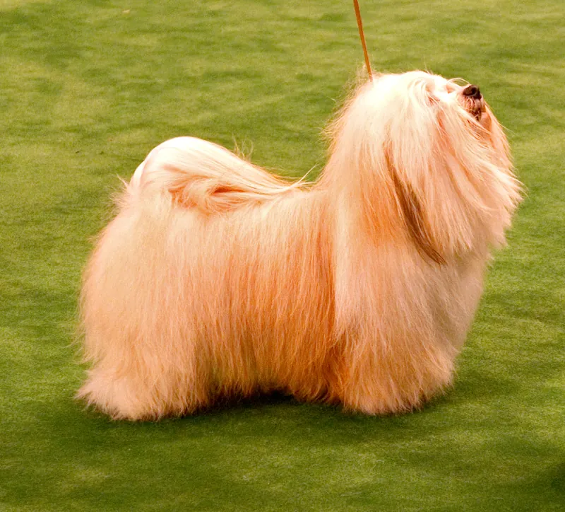 Havanese photo thumbnail 1