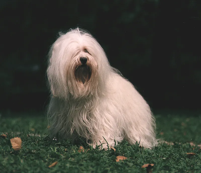 Havanese photo thumbnail 3