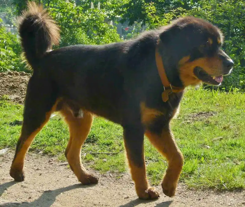 Himalayan Sheepdog, a 89% match to Bakharwal Dog