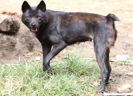 Hmong Bobtail Dog, a 87% match to Catalan Sheepdog