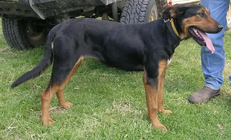 Huntaway, a 90% match to Catahoula Leopard Dog