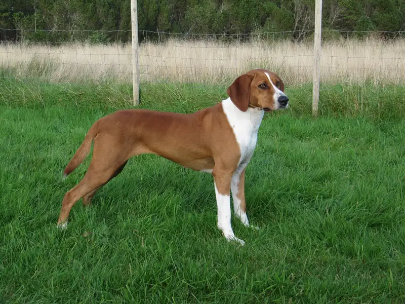 Hygenhund - Hound breed known for being Affectionate and Energetic