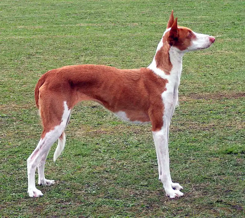 Ibizan Hound, a 88% match to Black and Tan Coonhound