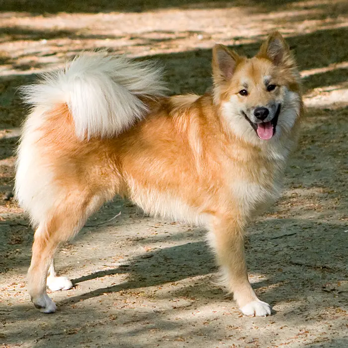 Icelandic Sheepdog, a 91% match to Finnish Lapphund
