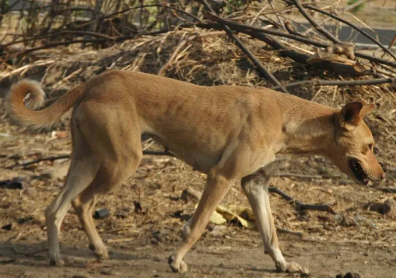 Indian Pariah Dog photo thumbnail 1