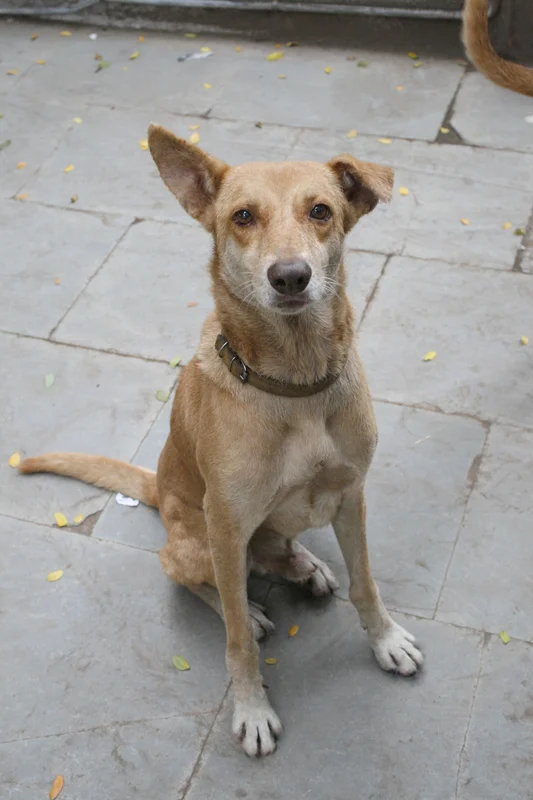 Indian Pariah Dog photo thumbnail 2