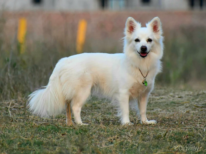 Indian Spitz, a 84% match to Havanese
