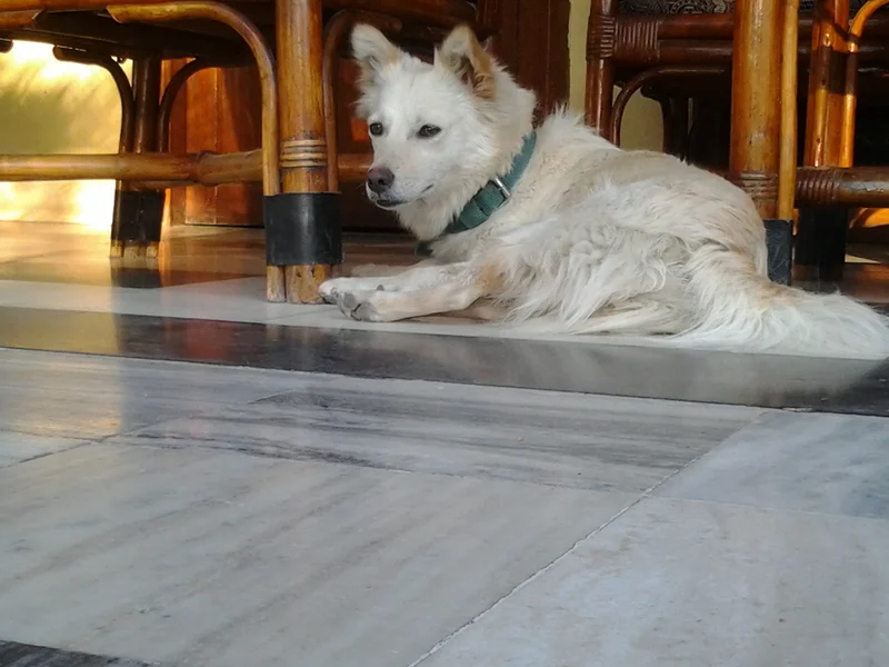 Indian Spitz photo thumbnail 2