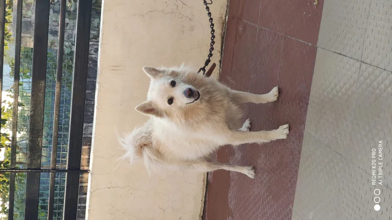 Indian Spitz photo thumbnail 4