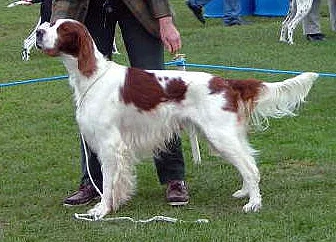 Irish Red and White Setter, a 88% match to Wirehaired Vizsla