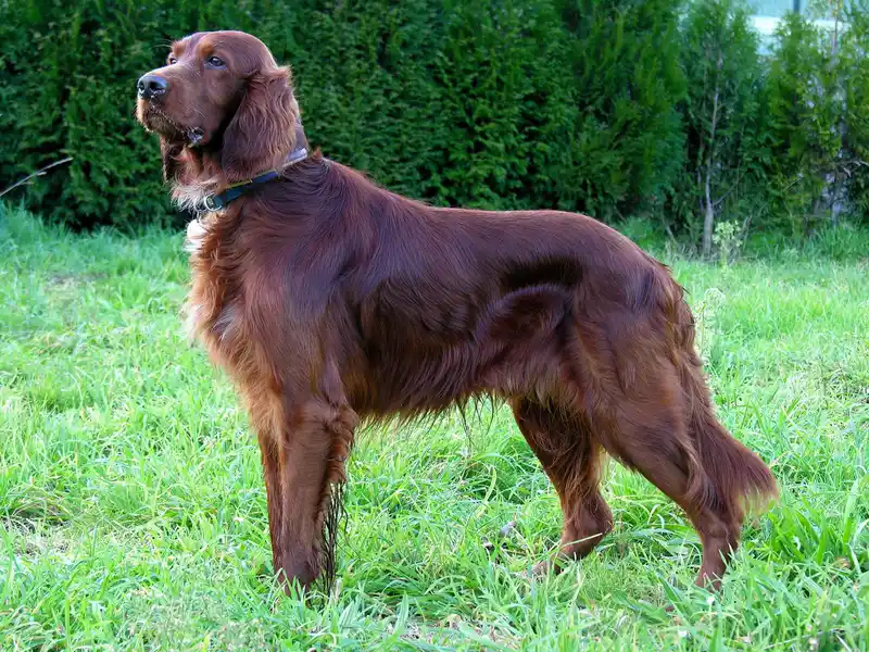 Irish Setter, a 84% match to Samoyed