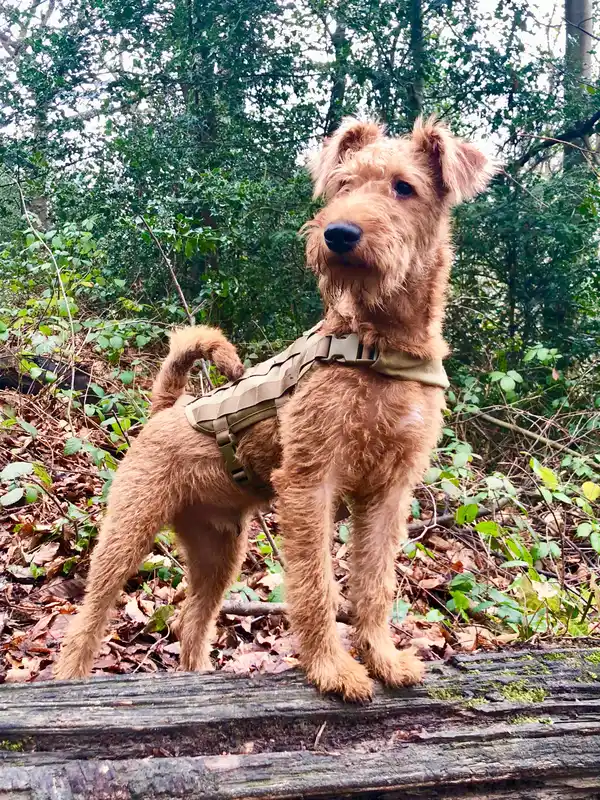 Irish Terrier - Terrier breed known for being Courageous and Energetic