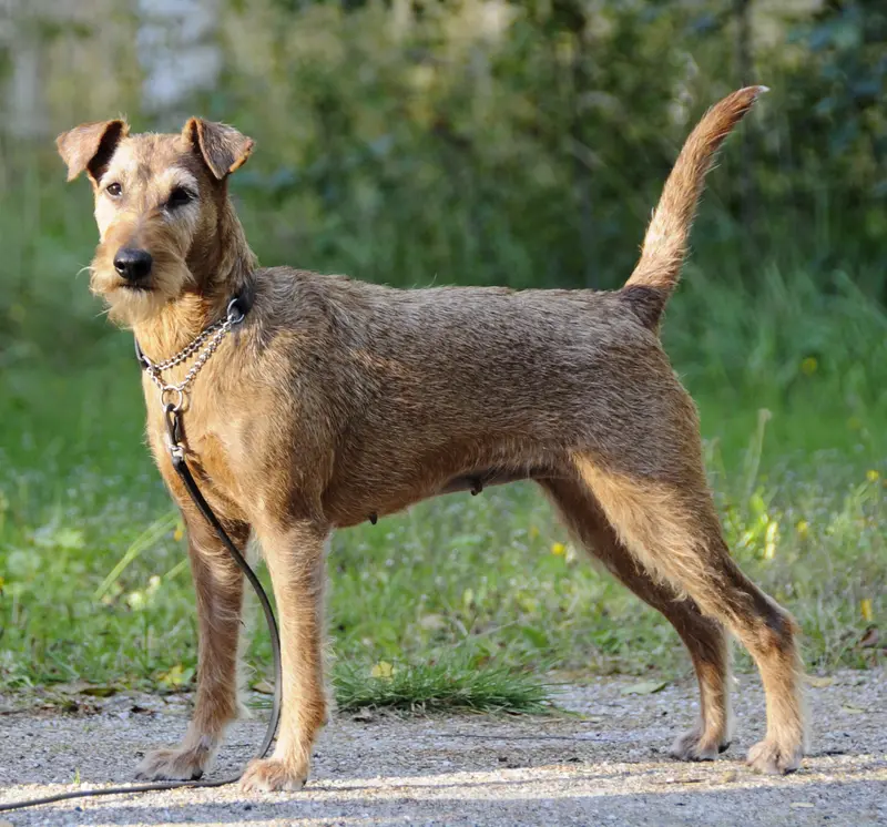 Irish Terrier, a 90% match to Lakeland Terrier