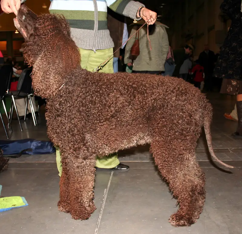 Irish Water Spaniel photo thumbnail 2
