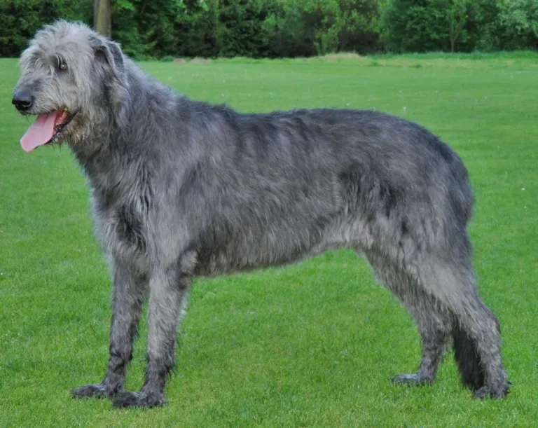 Irish Wolfhound photo thumbnail 1