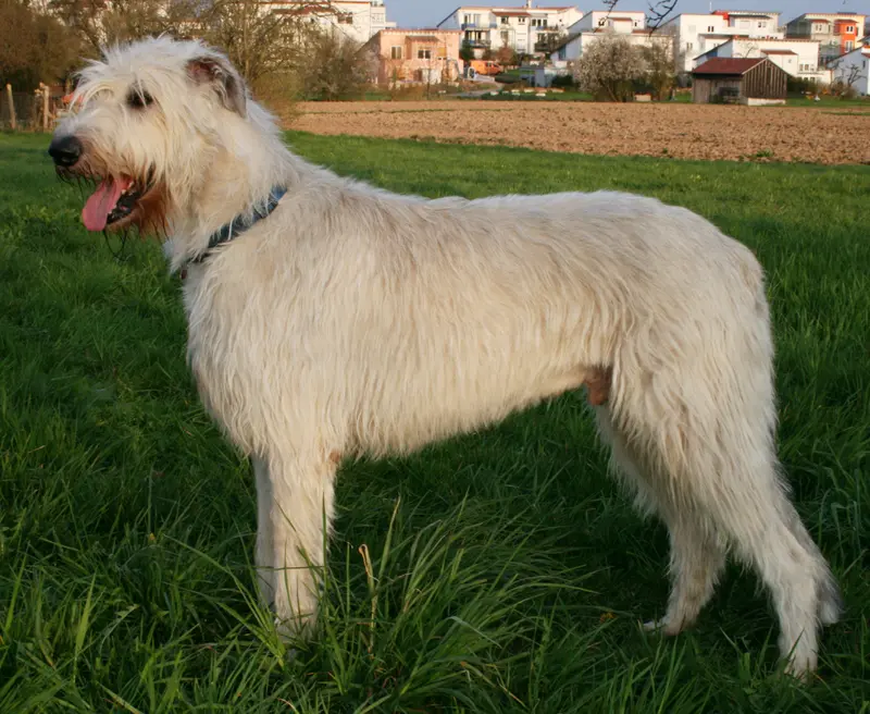 Irish Wolfhound, a 88% match to Southern Hound