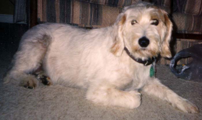 Istrian Coarse-haired Hound, a 90% match to Chien-gris