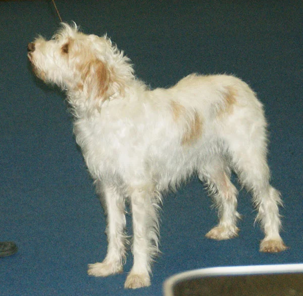 Istrian Coarse-haired Hound photo thumbnail 2