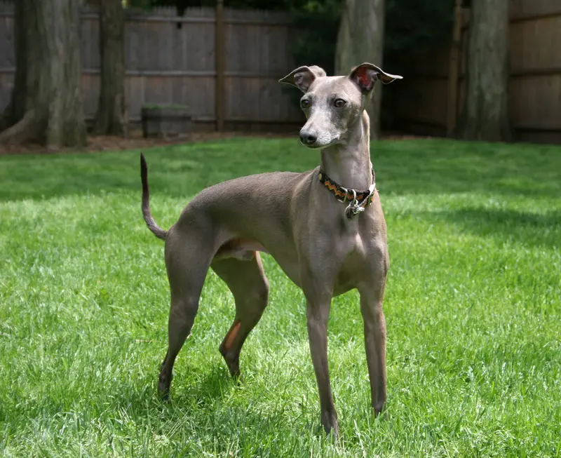 Italian Greyhound - Toy breed known for being Affectionate and Elegant