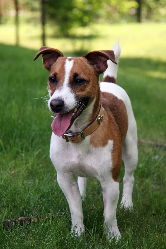 Jack Russell Terrier photo thumbnail 1